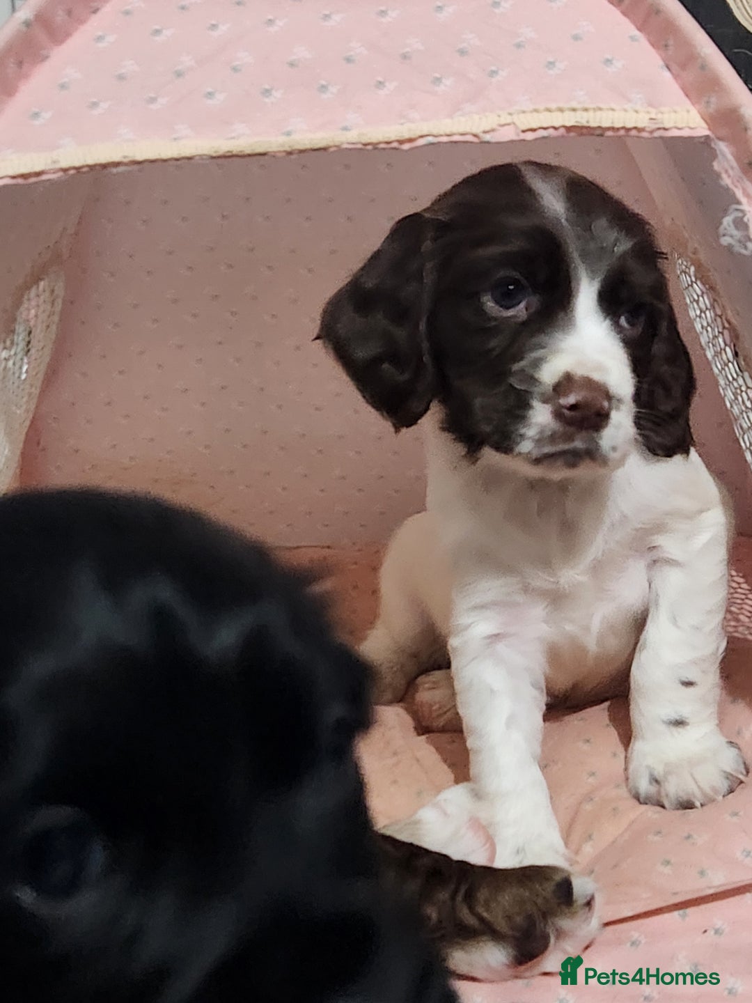 Cocker Spaniel dogs for sale: Cocker spaniel puppys. - Image 8