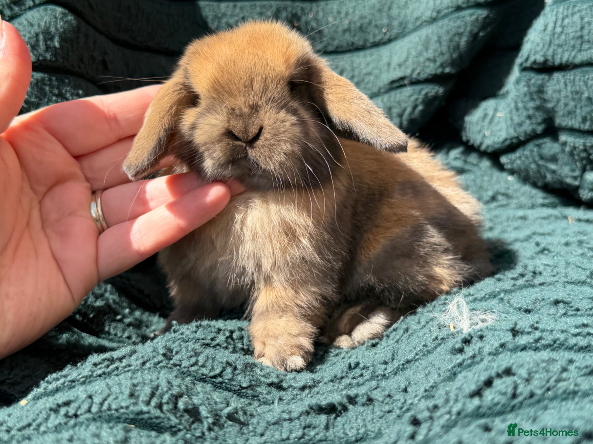 Mini Lop rabbits for sale: stunning baby girl ready now - Advert 12