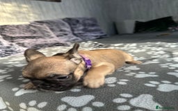French Bulldog dogs for sale: Amazing french bulldog  - Image 8