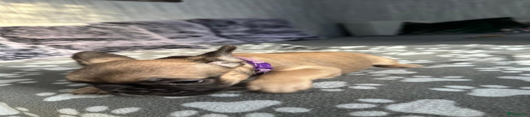 French Bulldog Puppy 6 with purple collar 