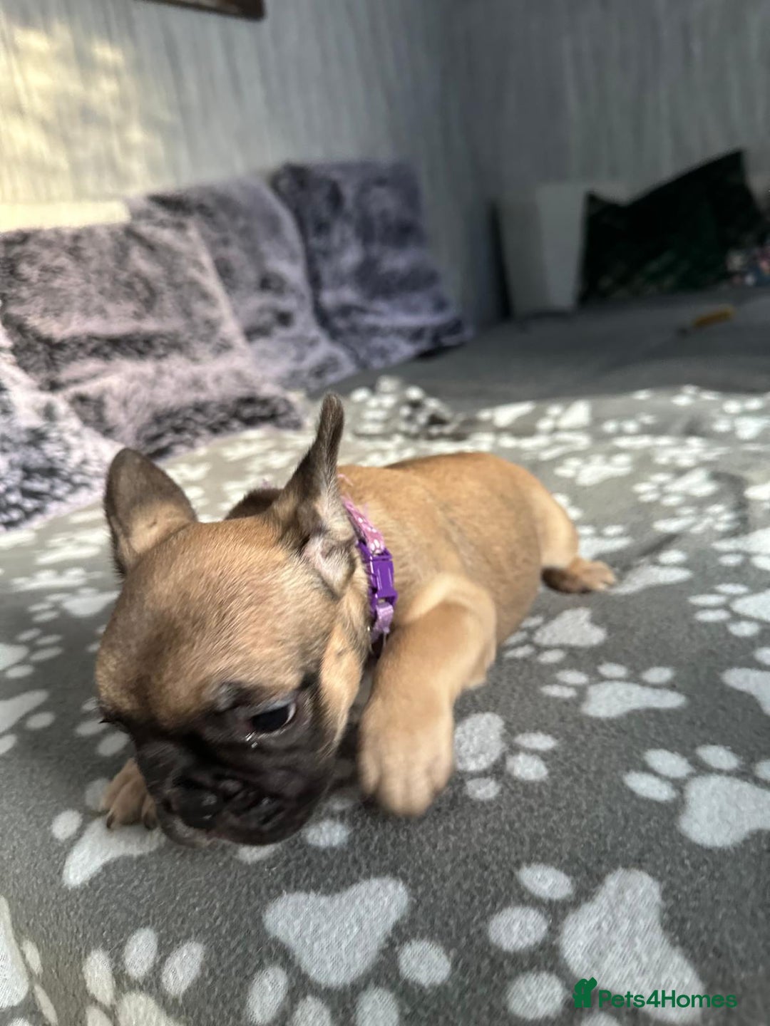 French Bulldog dogs for sale: Amazing french bulldog  - Image 8