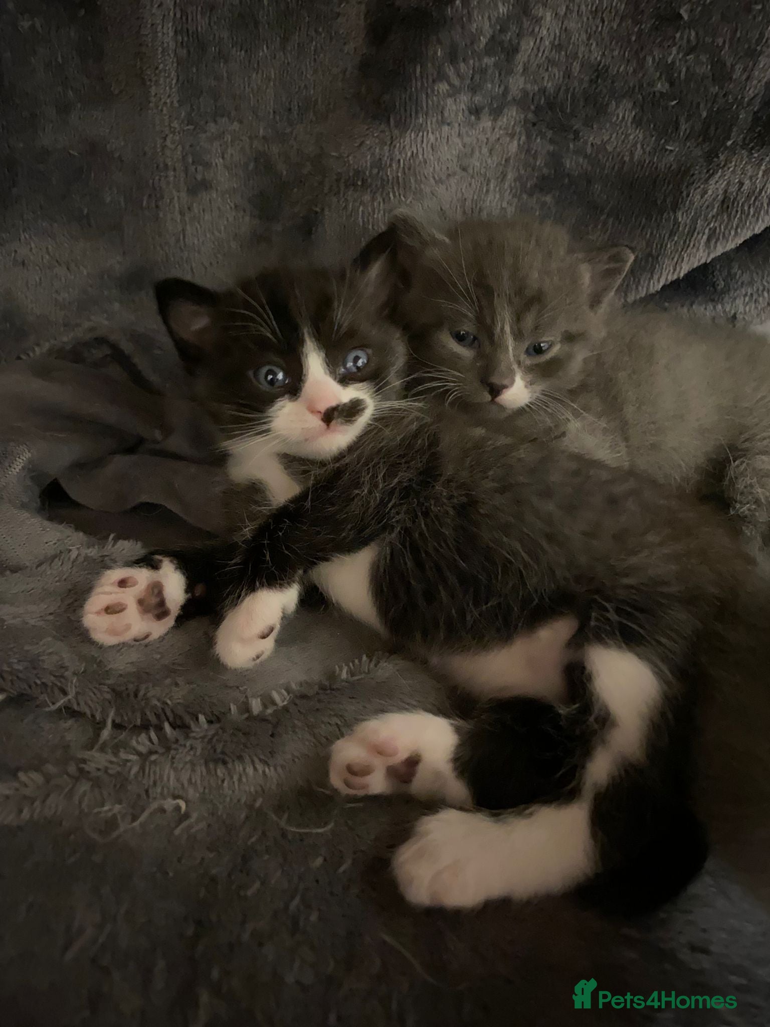 Mixed Breed cats Adorable kittens in Basildon - Advert 1