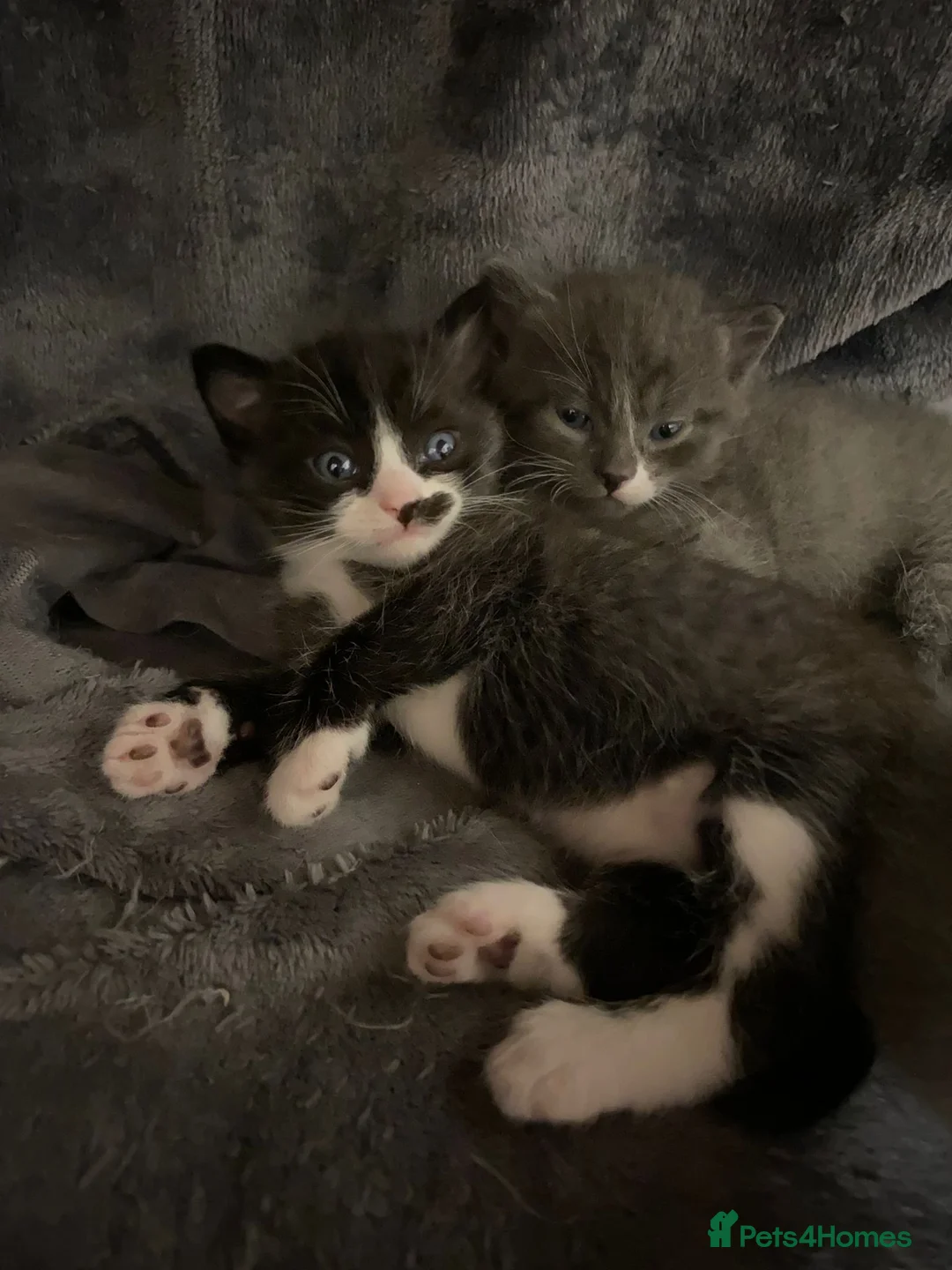 Mixed Breed cats for sale: Adorable kittens in Basildon - Advert 1