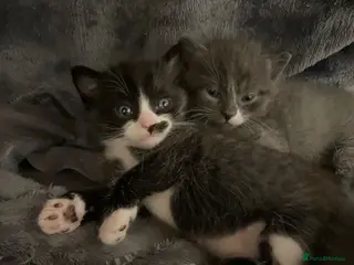 Mixed Breed cats Adorable kittens in Basildon - Advert 2