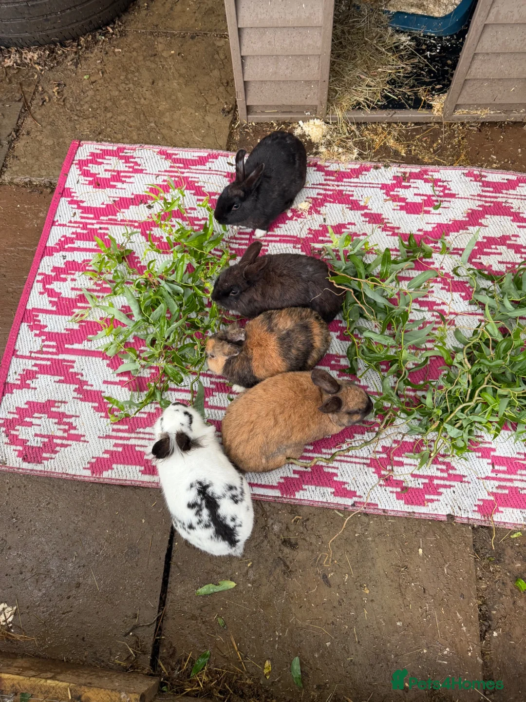 Mixed Breed rabbits for sale: Rabbits  - Advert 8