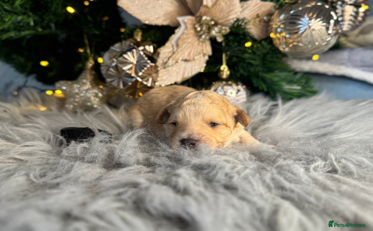 Cavapoo dogs ❤️ F1 Poochons fully health tested parents 🥰 - Advert 5