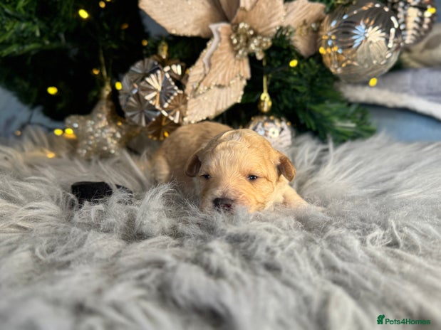 Cavapoo dogs ❤️ F1 Poochons fully health tested parents 🥰 - Advert 5