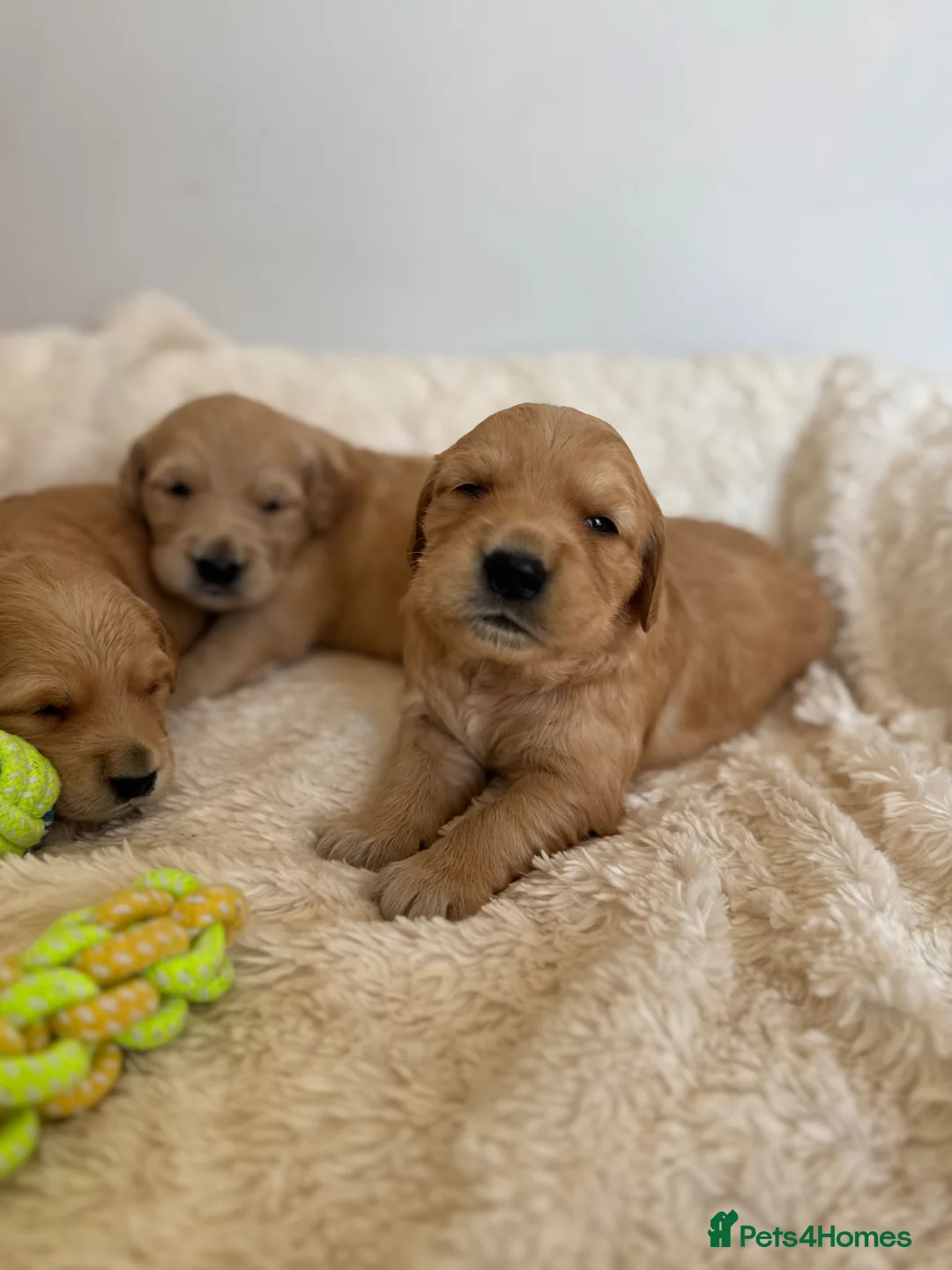 Golden Retriever dogs for sale: Gorgeous KC Golden Retrievers Health Tested  - Advert 24