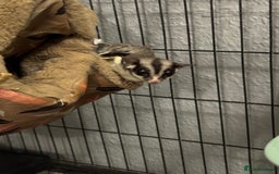 Sugar Glider rodents for sale: Two female sugar gliders with full set up - Image 9