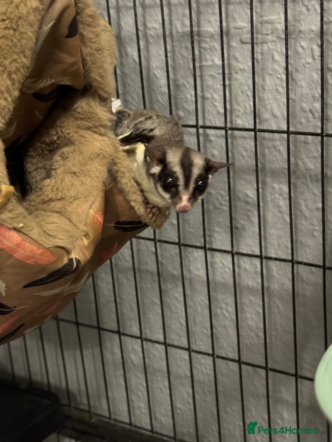 Sugar Glider rodents for sale: Two female sugar gliders with full set up - Image 9