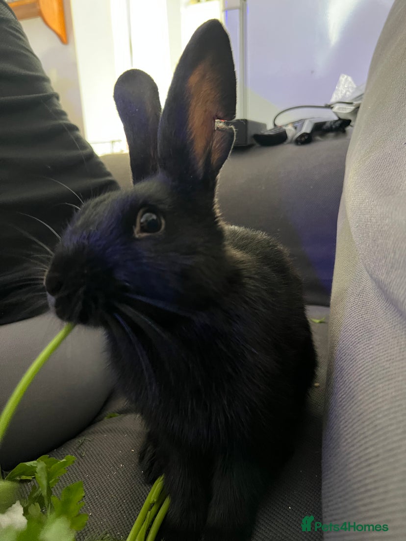 Grey Rabbits for sale | Pets4Homes