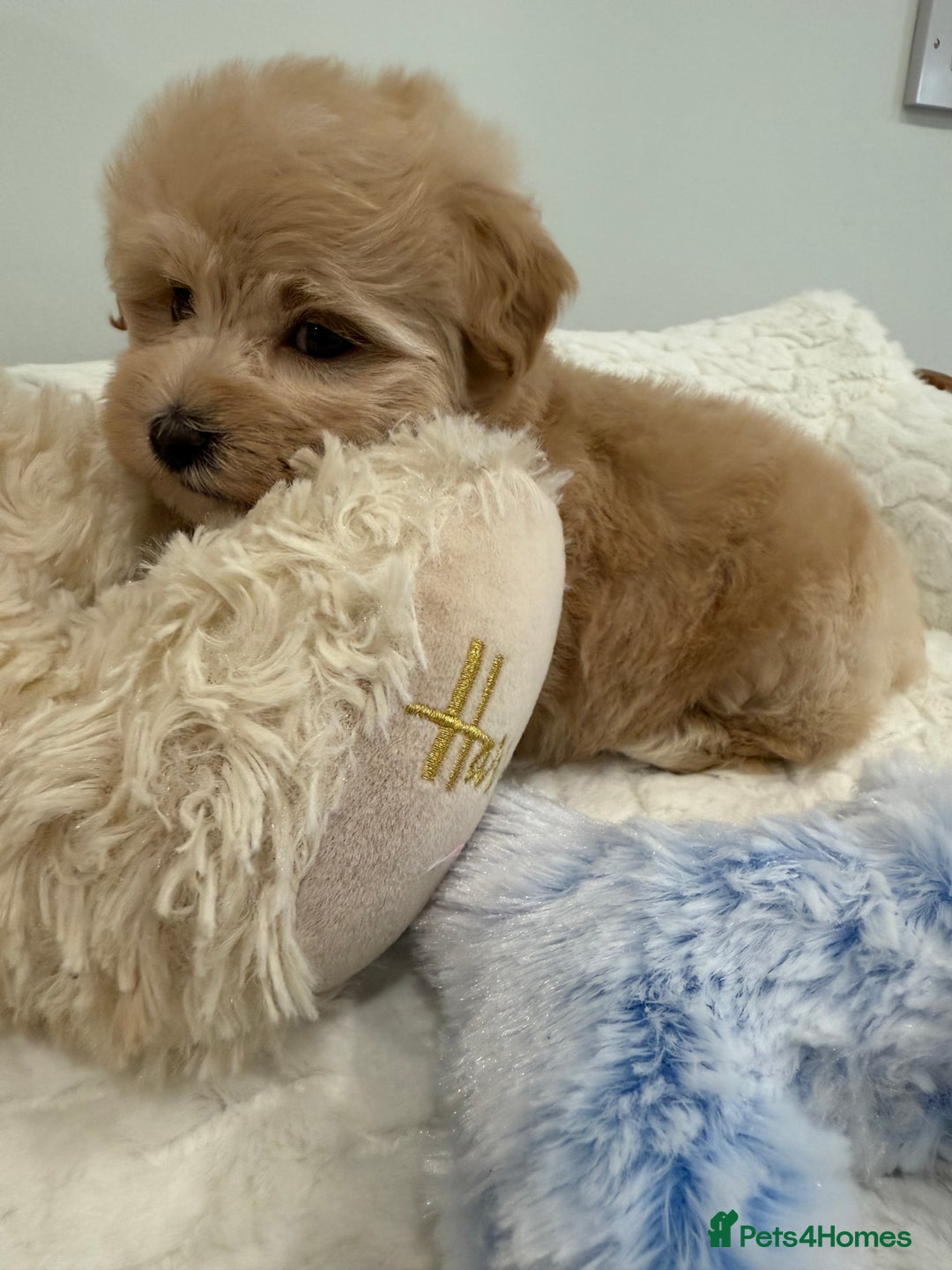 Maltipoo dogs for sale: 7, F1,  From fully DNA & HEALTH CLEAR BOTH PARENTS - Image 11