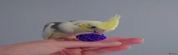 Cockatiels birds for sale: Hand reread silly tame DNA sexed baby cockatiels  - Advert 21