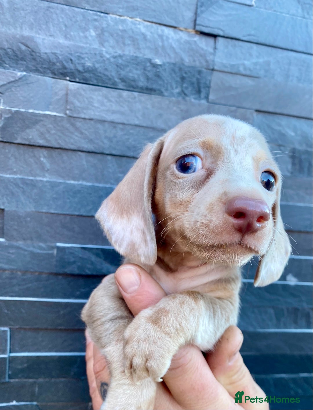 Miniature Dachshund dogs for sale: Miniature dachshunds READY NOW - Advert 2