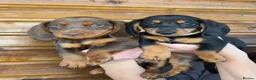 Dachshund dogs for sale: 7 Beautiful Dachshund Puppies - Advert 1