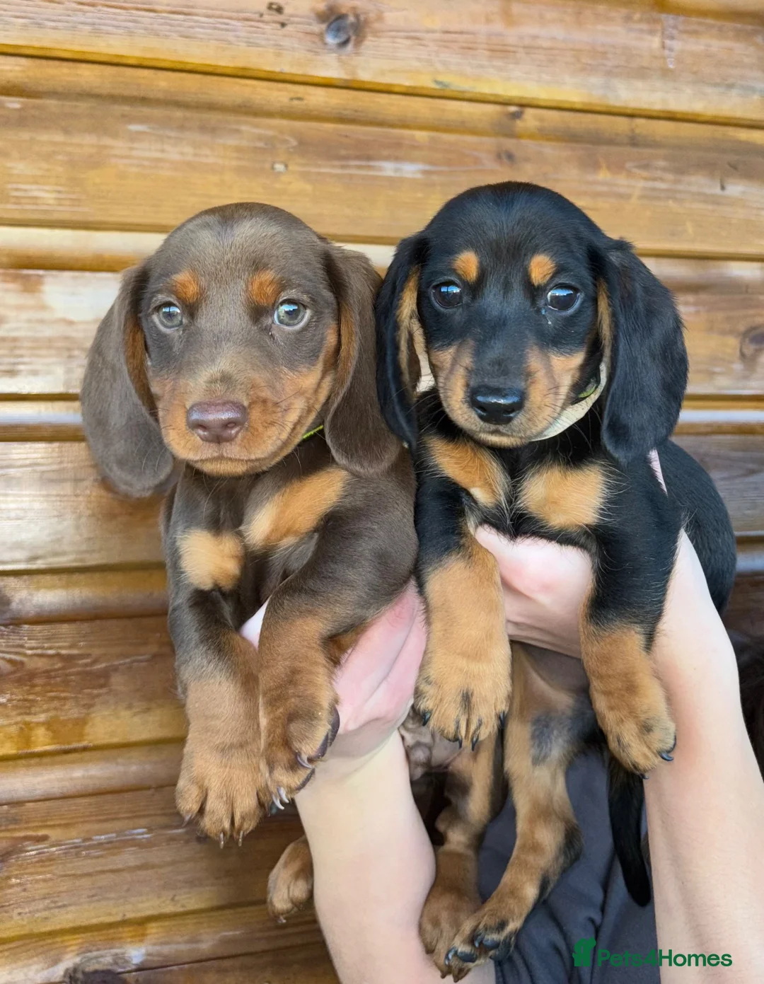 Dachshund dogs for sale: 7 Beautiful Dachshund Puppies - Advert 1