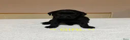 Labrador Retriever dogs for sale: Labrador puppies for sale   - Advert 4
