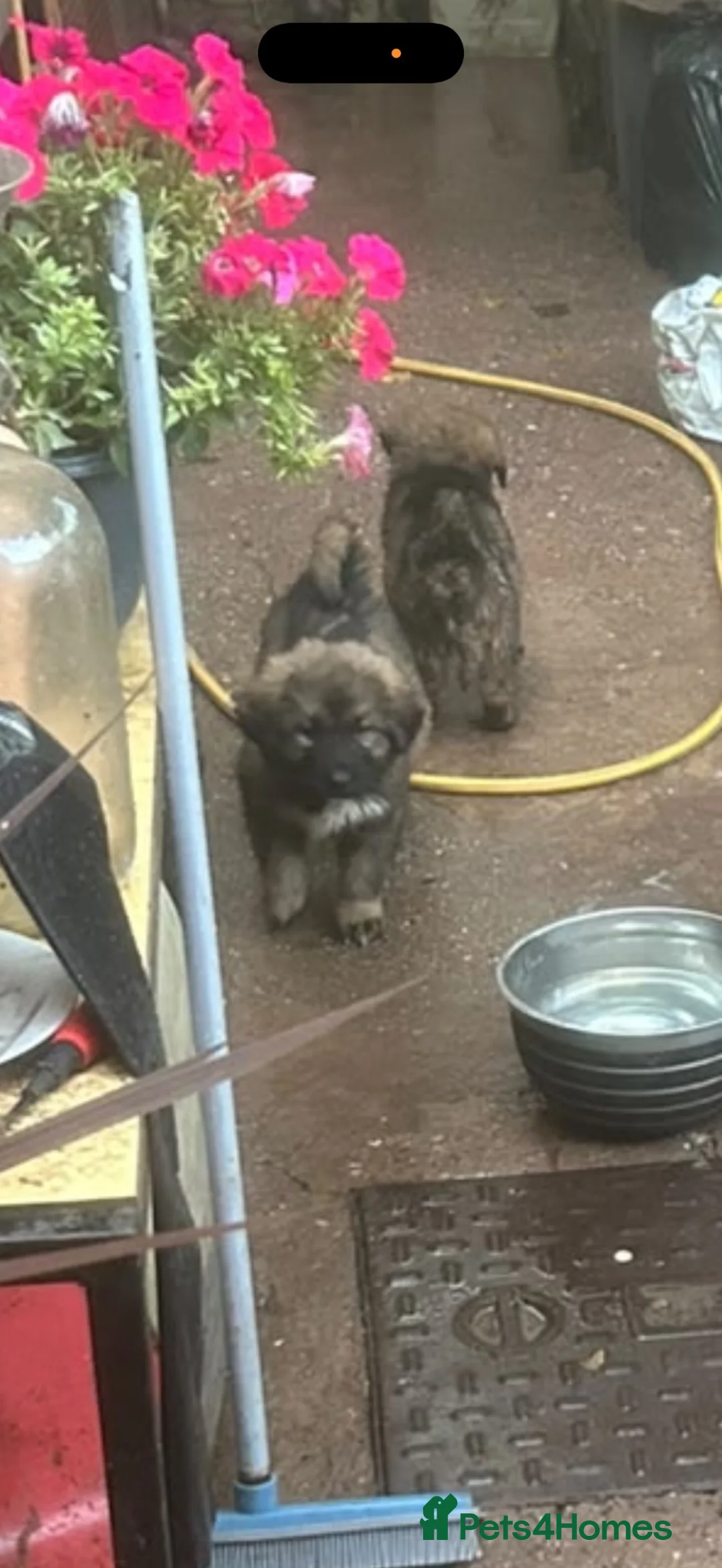 Caucasian Shepherd Dog dogs for sale: Caucasian shepherd puppies  - Advert 2
