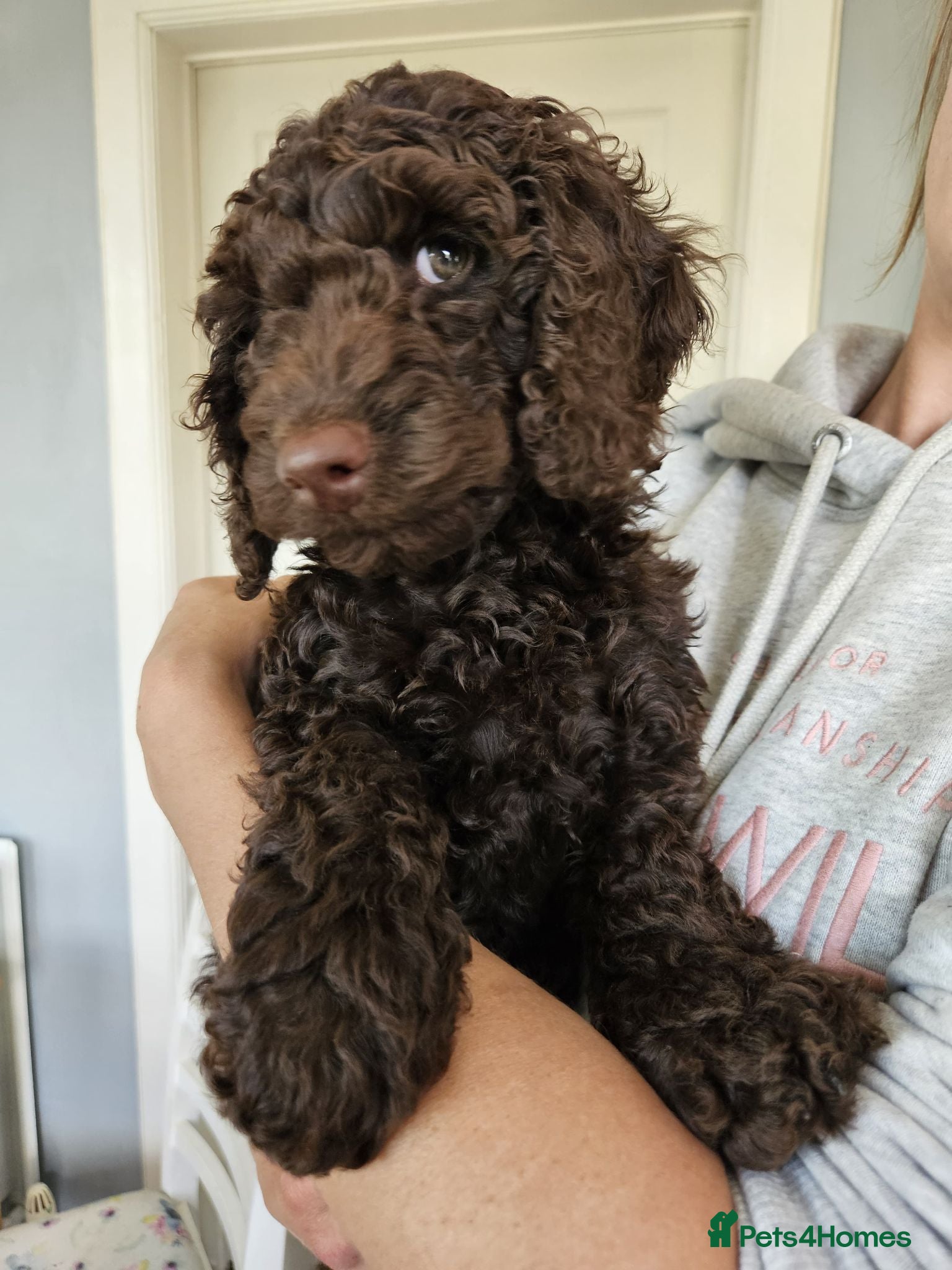 Cockapoo dogs Stunning 10 week f2b cockapoo boy - Advert 1