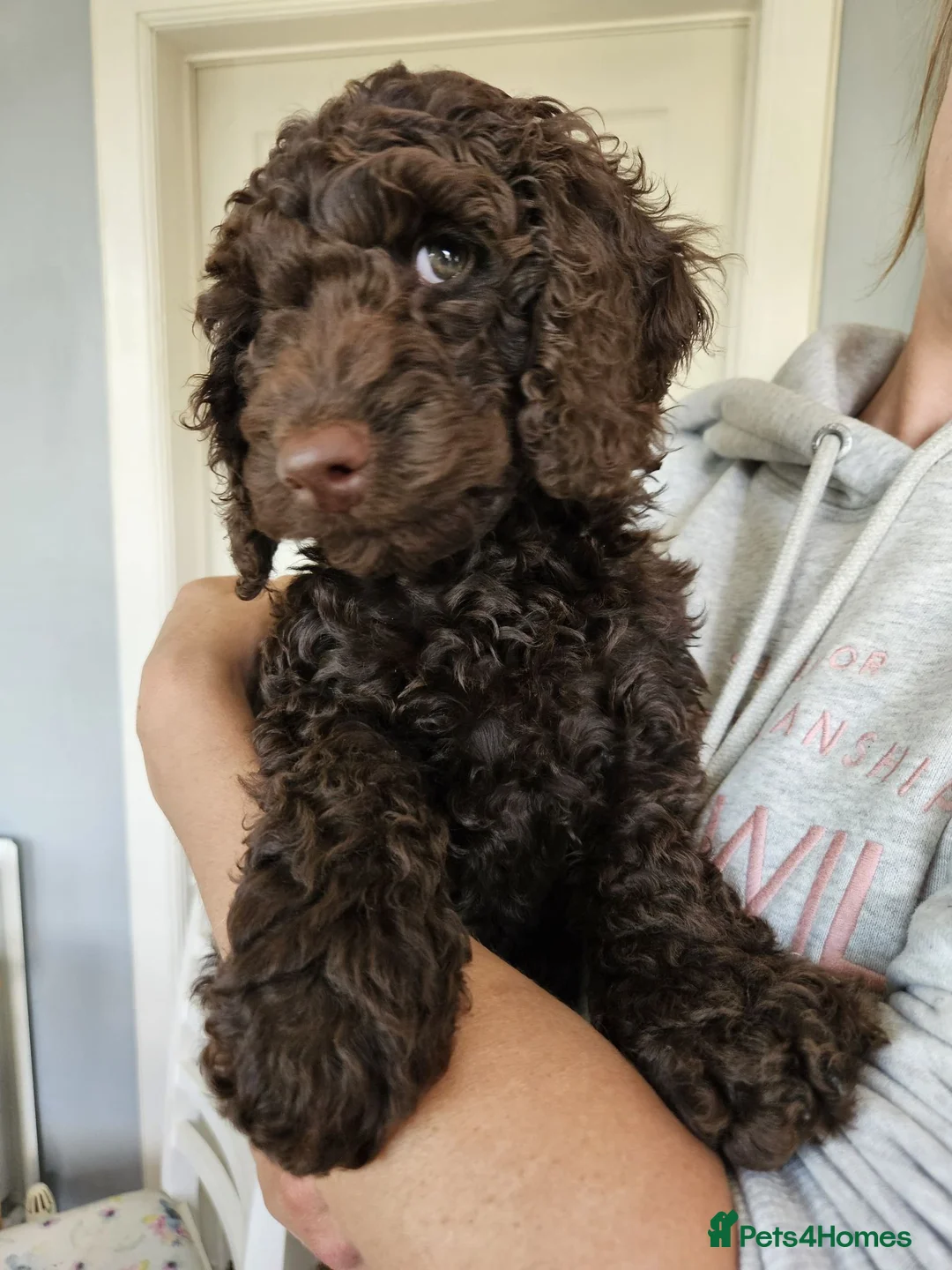 Cockapoo dogs for sale: Stunning 10 week f2b cockapoo boy - Advert 1
