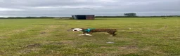 Mixed Breed dogs for sale: Staffy cross American Bulldog needs rehoming  - Advert 9