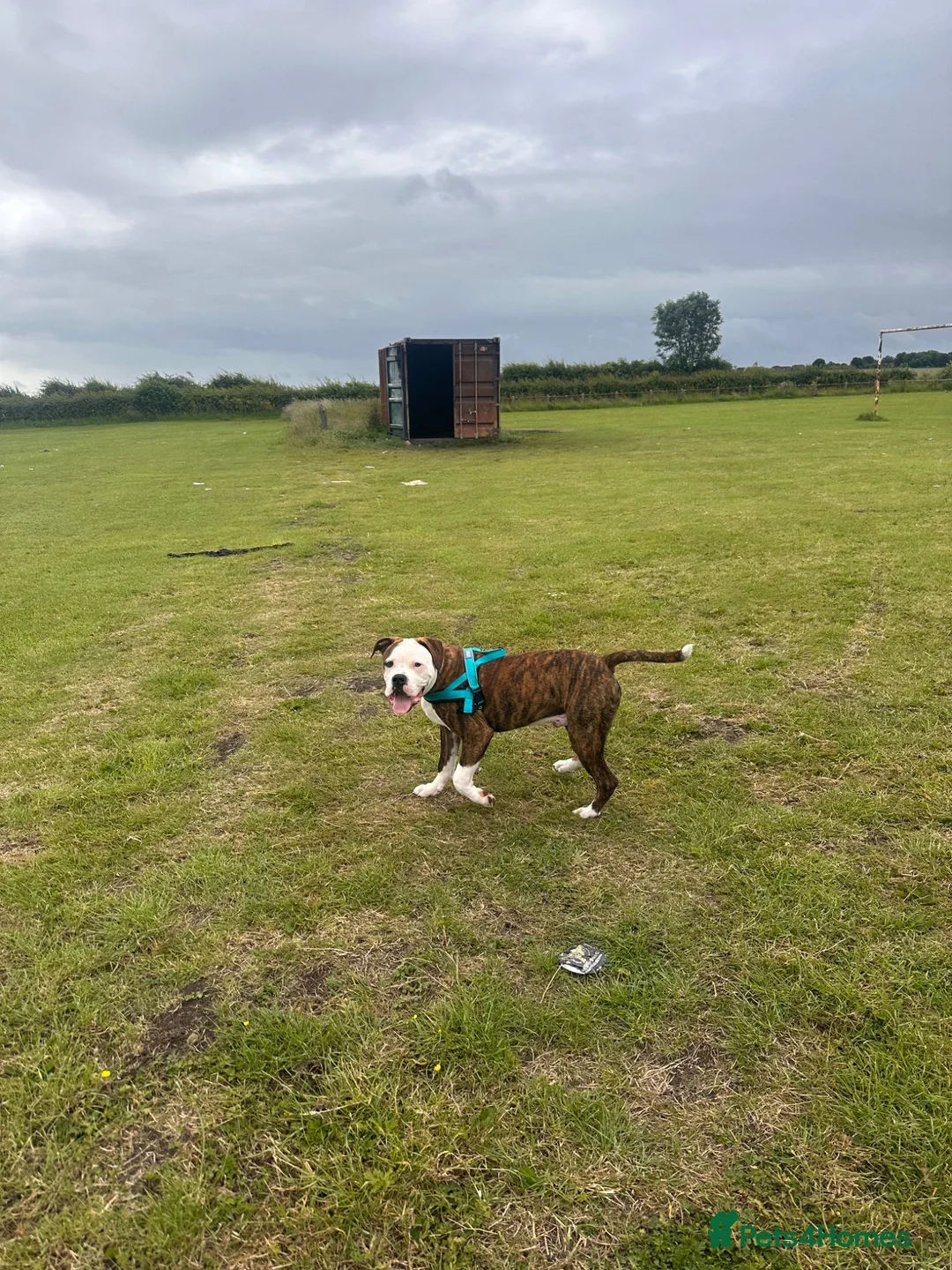 Mixed Breed dogs for sale: Staffy cross American Bulldog needs rehoming  - Advert 9