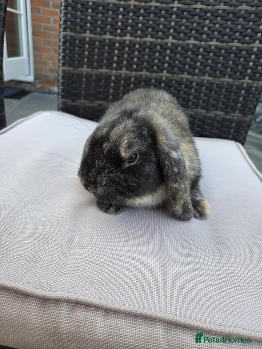 Mini Lop rabbits for sale: Mini lop  - Image 5