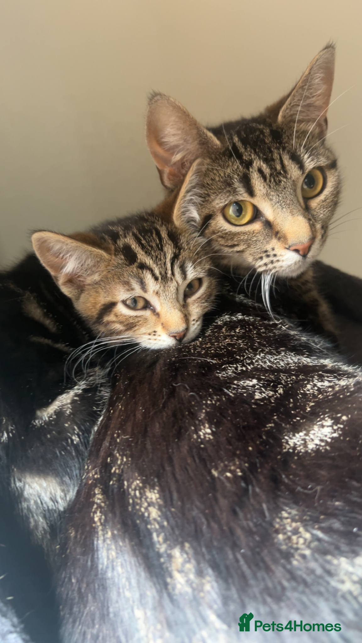Bengal cats Beautiful Bengal x tabby mixed kitten  - Advert 11