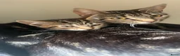 Bengal cats for sale: Beautiful Bengal x tabby mixed kitten  - Advert 1