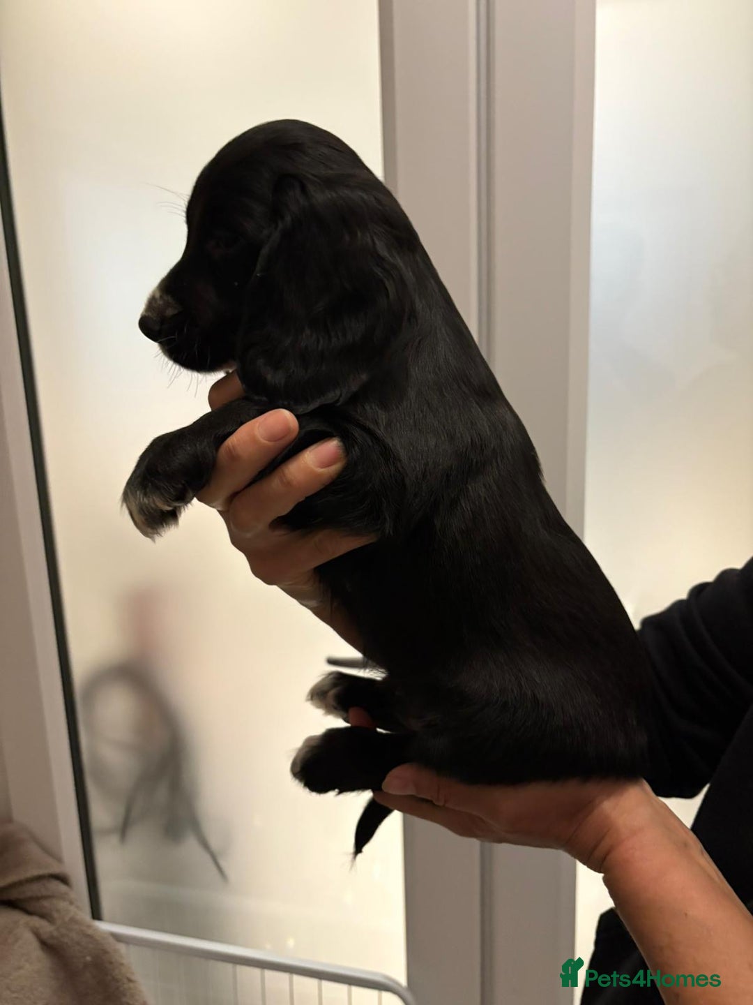 Cocker Spaniel dogs for sale: Show type KC and DNA health tested parents  - Advert 29