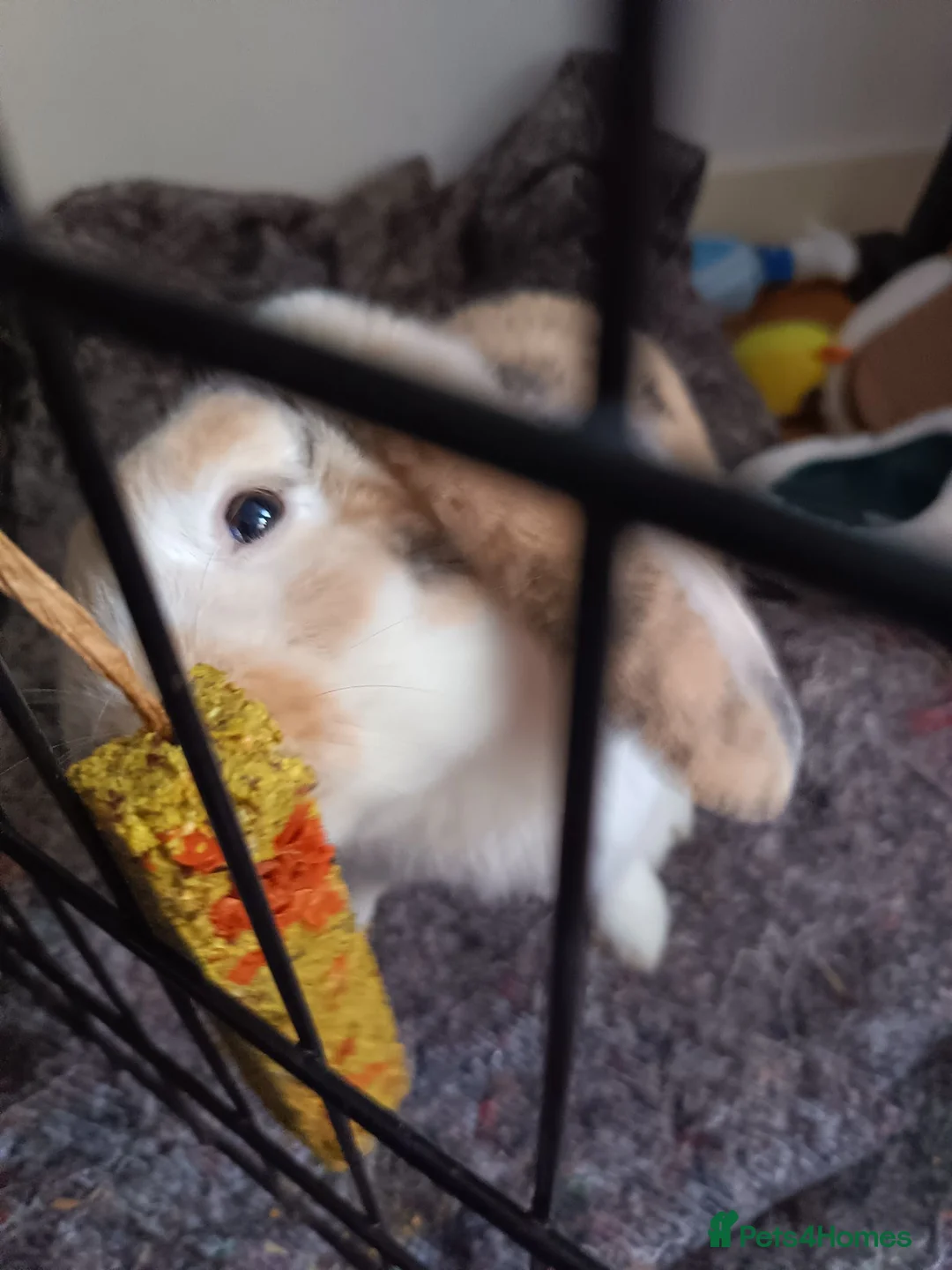 Mixed Breed rabbits for sale: Sweet, Free-Roam "Fella" Looking for Home 🏡  in Norwich - Advert 2
