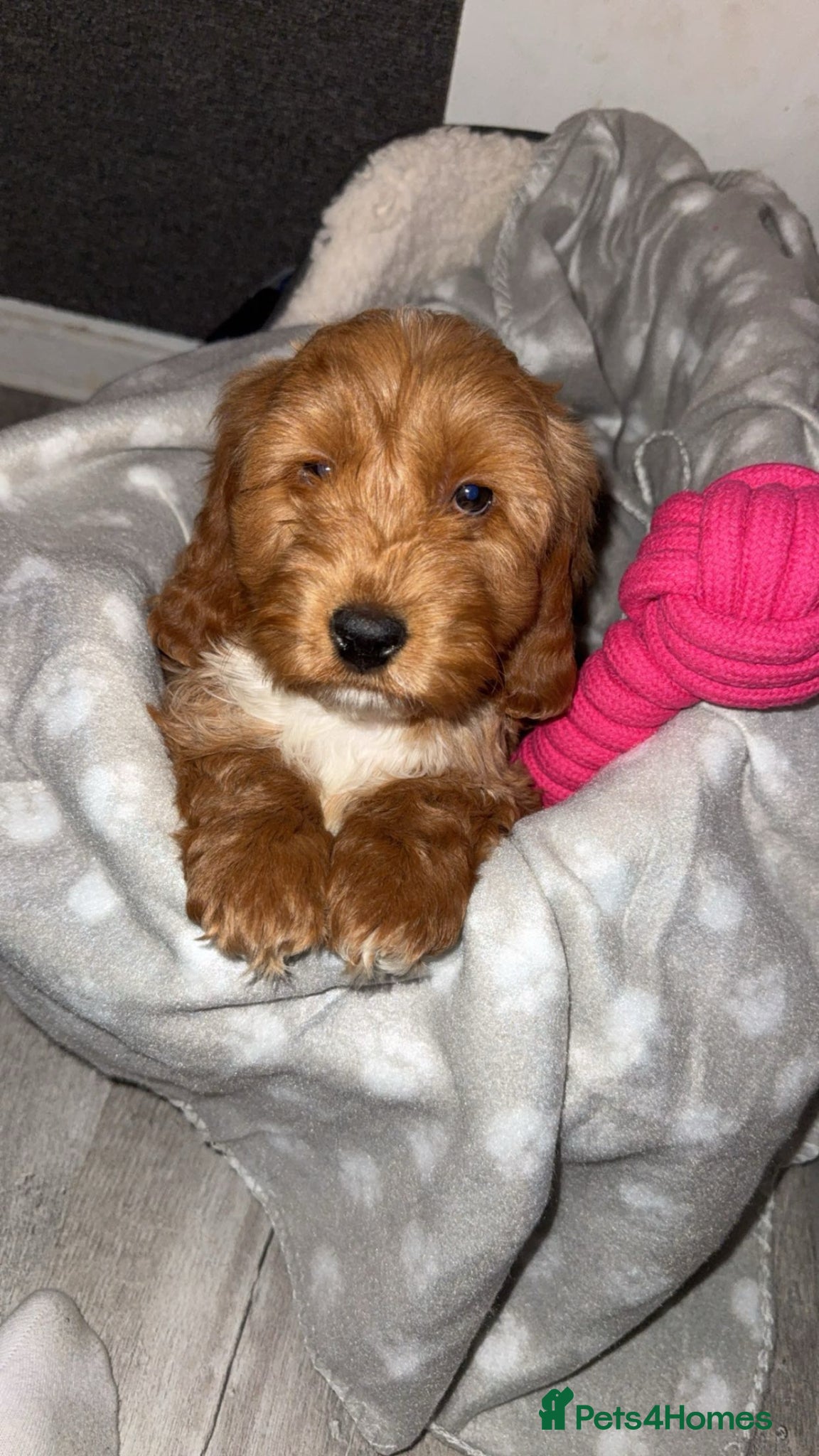 Cockapoo dogs for sale: Ginger the Cockapoo - Advert 10