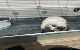 Mini Lop rabbits for sale: Vaccinated mini lop- available immediately  - Image 1