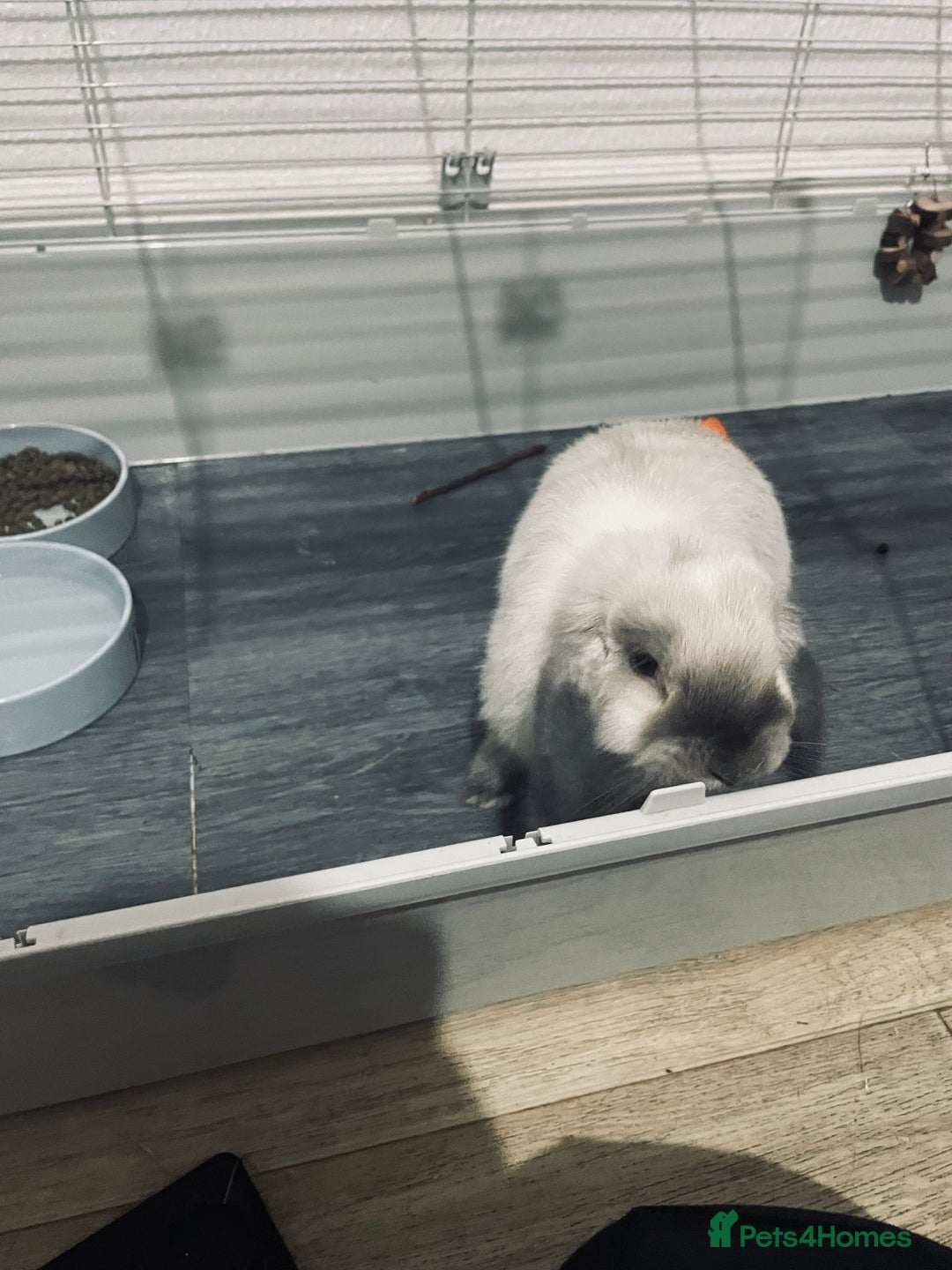 Mini Lop rabbits for sale: Vaccinated mini lop- available immediately  - Image 1