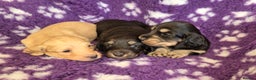 Miniature Dachshund dogs for sale: Long Hair Miniature Dachshund Puppies.  - Advert 2