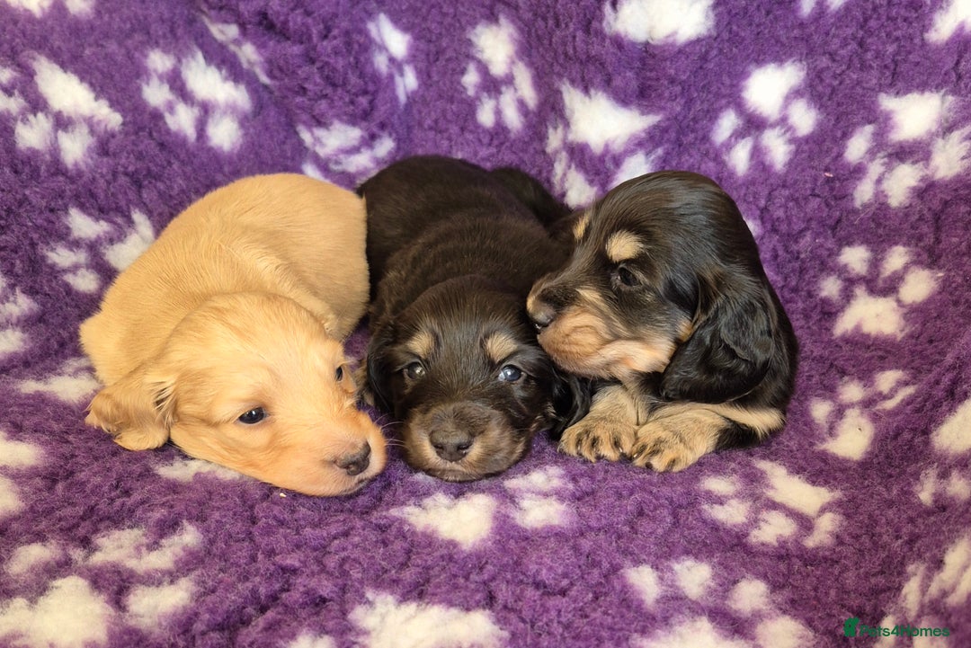 Miniature Dachshund dogs for sale: Long Hair Miniature Dachshund Puppies.  - Advert 2