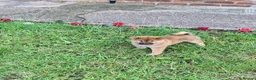 Japanese Shiba Inu dogs for sale: Japan Shiba inu  - Advert 7