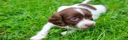English Springer Spaniel dogs for sale: Working Line Liver And White Springer Spaniels - Advert 9