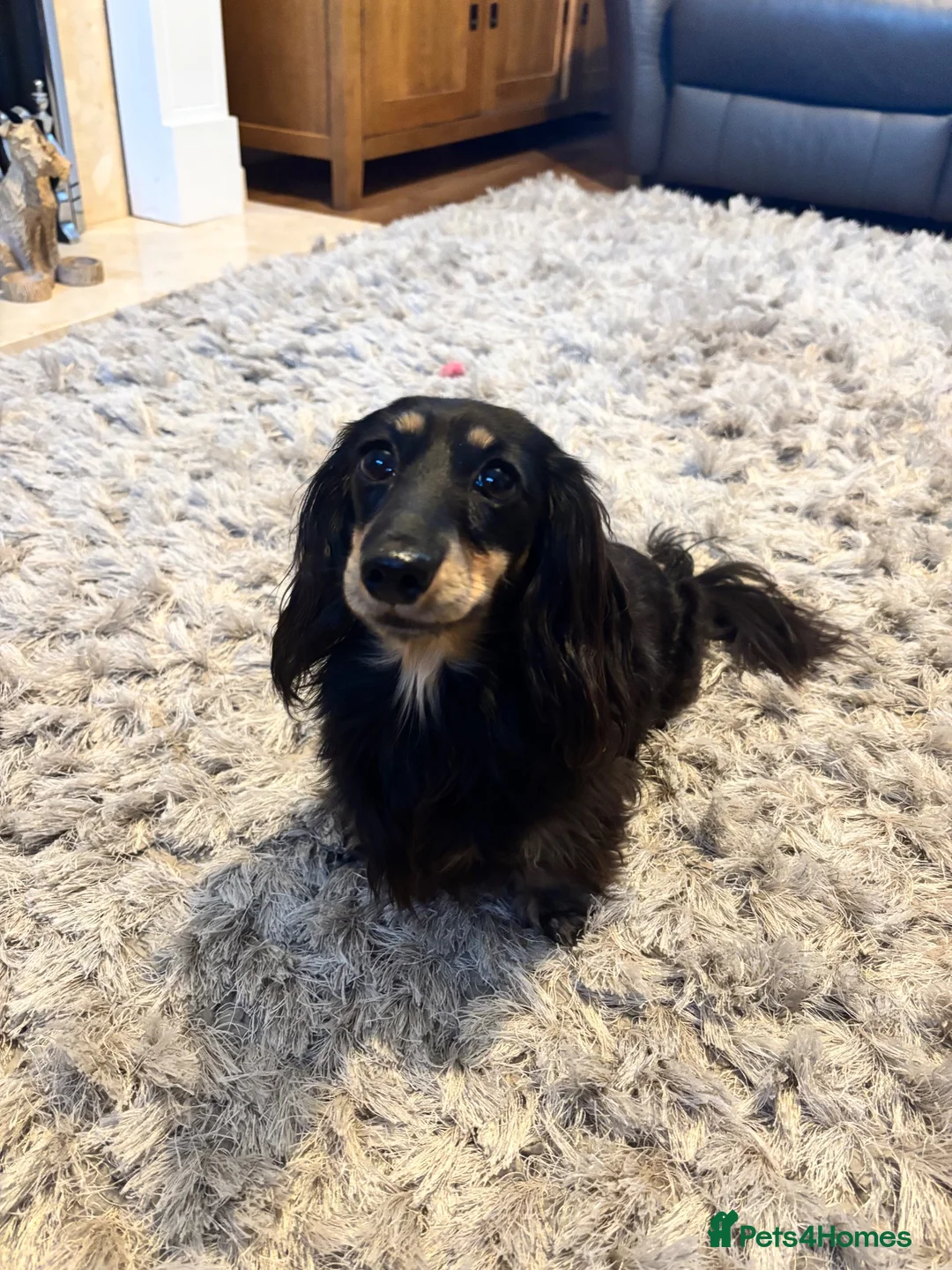 Miniature Dachshund dogs for sale: 💗 BEAUTIFUL ADULT MINIATURE DACHSHUND 💗 - Advert 2