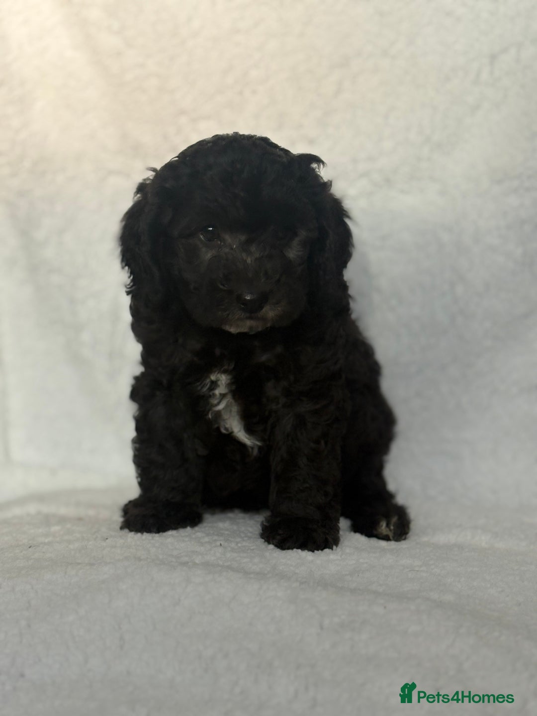 Cavapoo dogs for sale: Beautiful cavapoochon puppies  - Advert 8