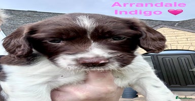 English Springer Spaniel dogs - Advert 13