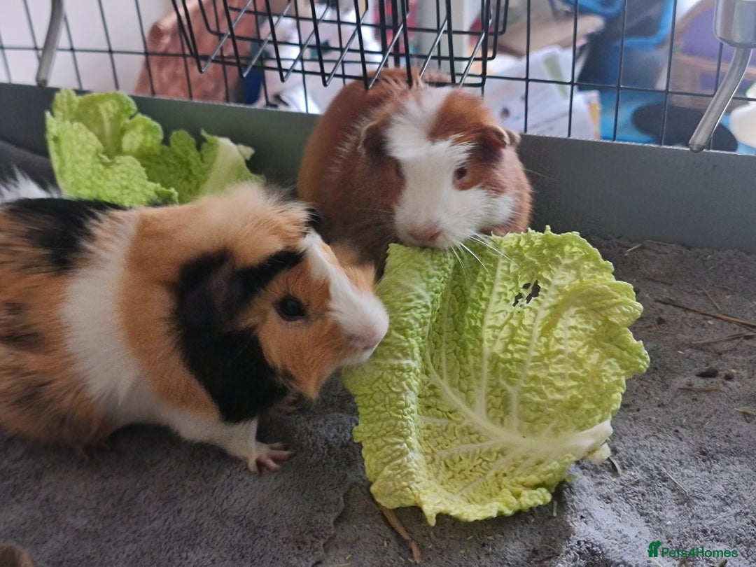 Guinea Pig rodents for sale: FREE - TO LOVING HOME - Advert 4