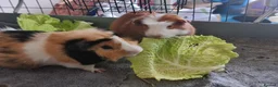 Guinea Pig rodents for sale: FREE - TO LOVING HOME - Advert 2