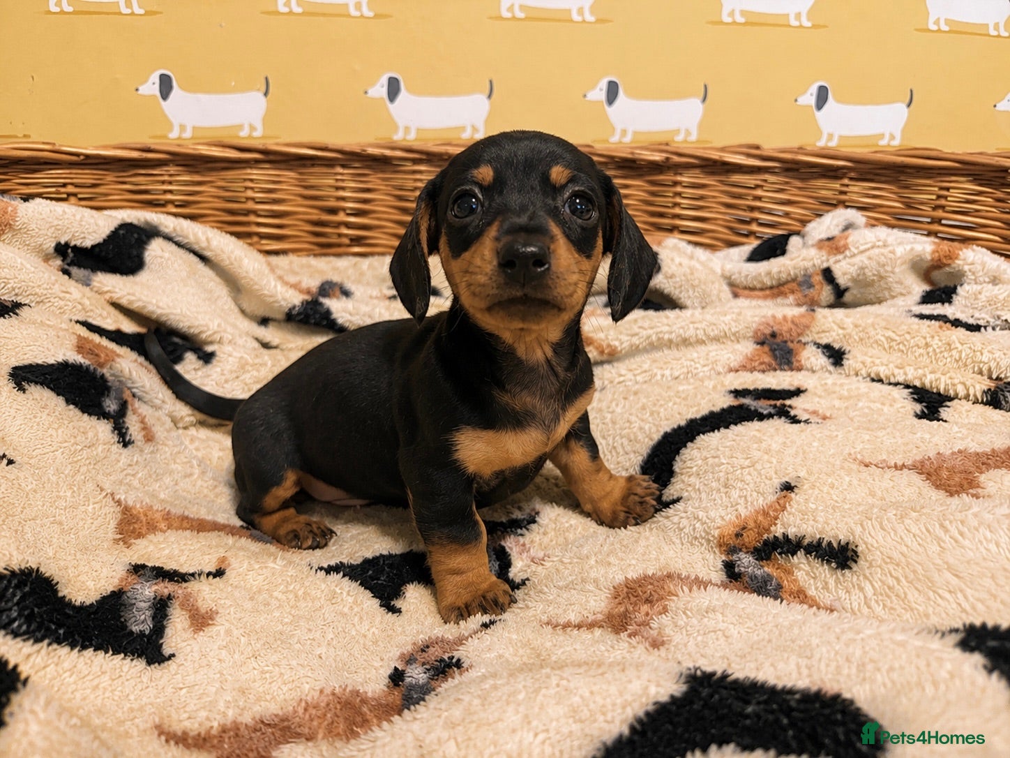 Miniature Dachshund dogs ✨Black & Tan Miniature Daschund Puppies ✨ - Advert 4