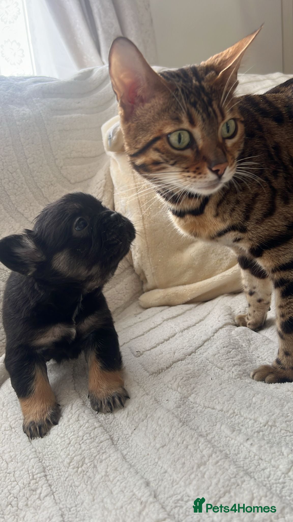 French Bulldog dogs Fluffy Frenchie  - Advert 4