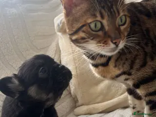 French Bulldog dogs Fluffy Frenchie - Advert 4