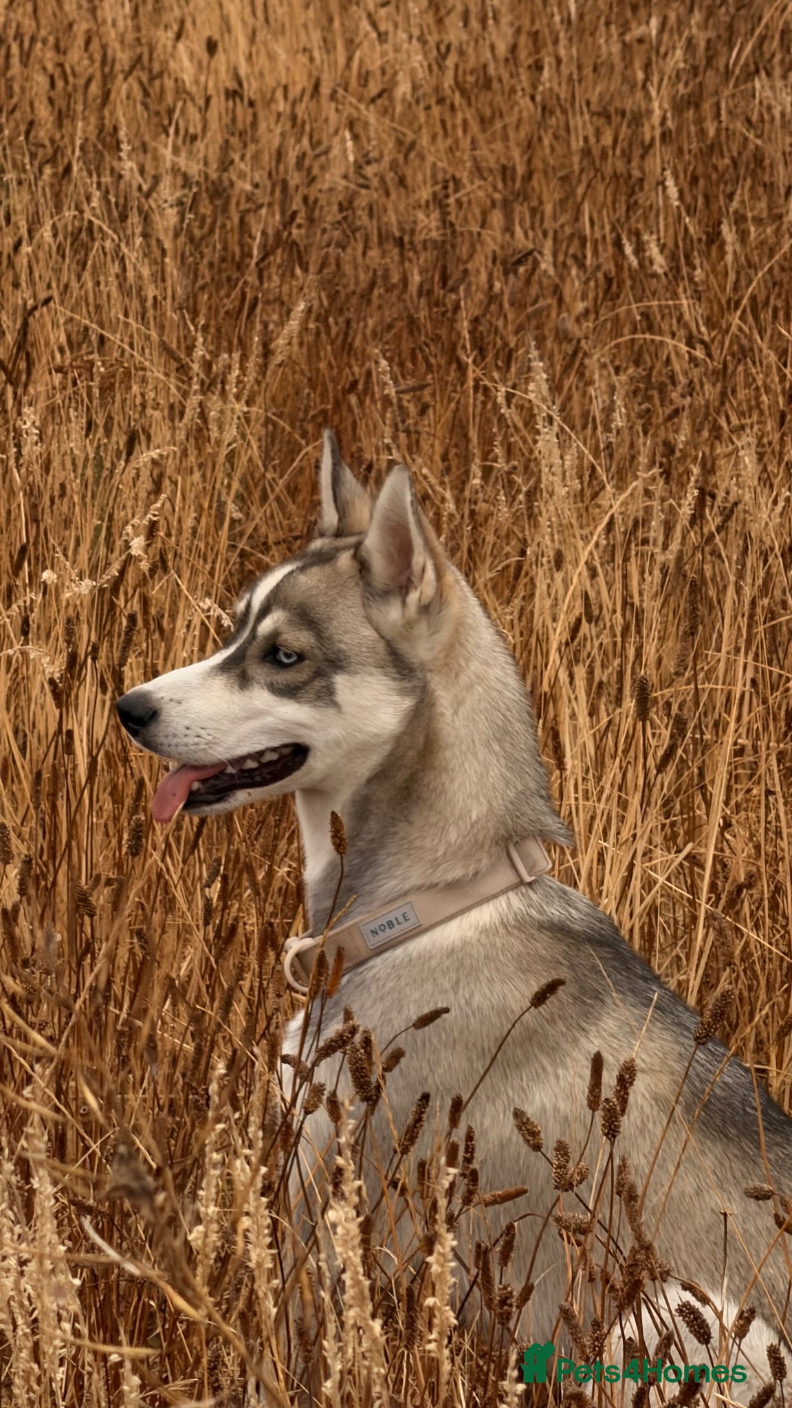 Siberian Husky dogs 6 Month old Husky Pup - Advert 8