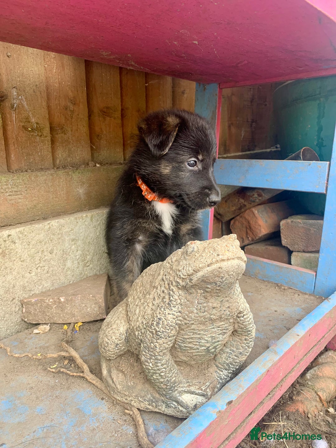Mixed Breed dogs for sale: German Shepard X Dutch Herder Puppies - Image 2
