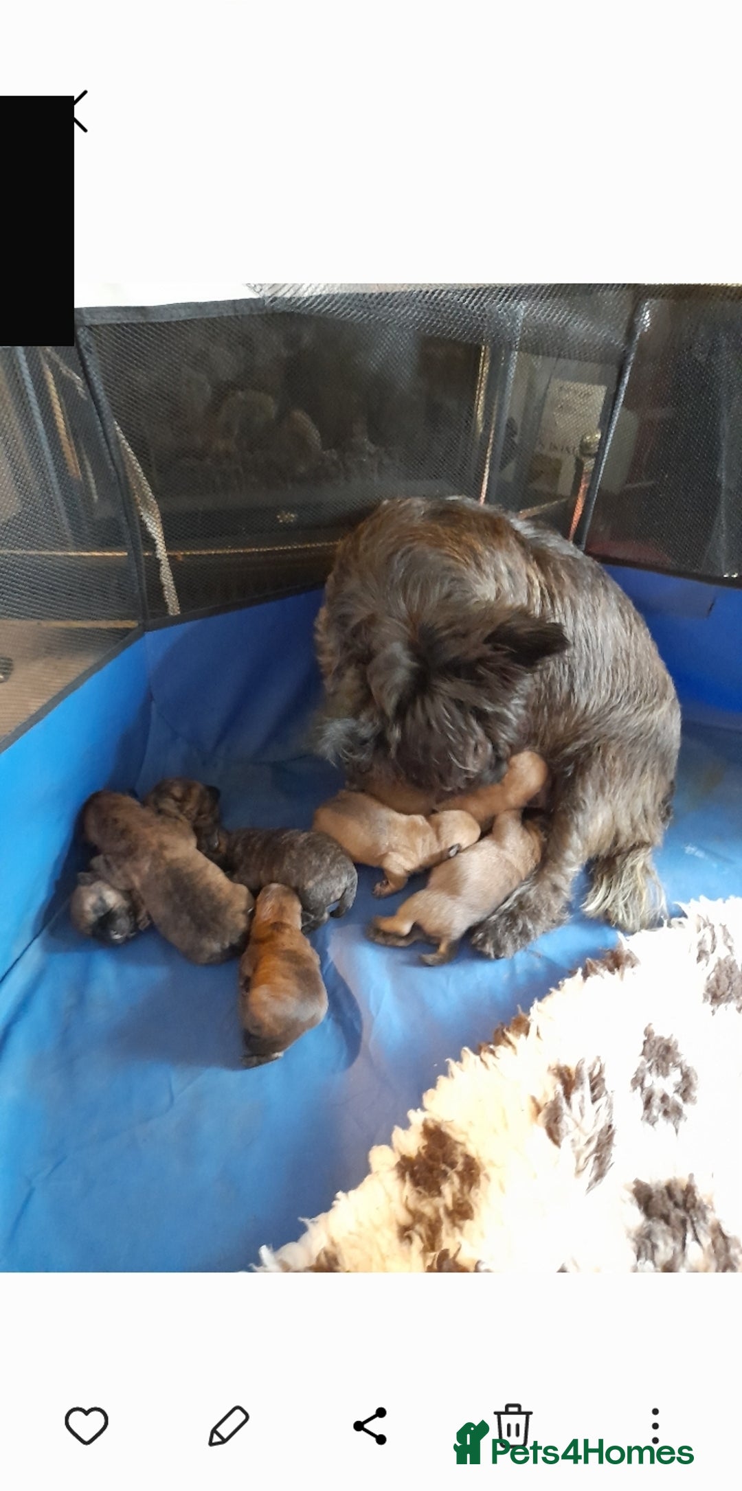 Cairn Terrier dogs for sale: 3 BOYS & 2 GIRLS LEFT OUT OF 7 - Advert 1
