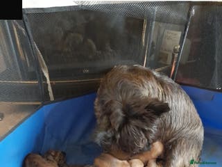 Cairn Terrier dogs 3 BOYS & 2 GIRLS LEFT OUT OF 7 - Advert 1